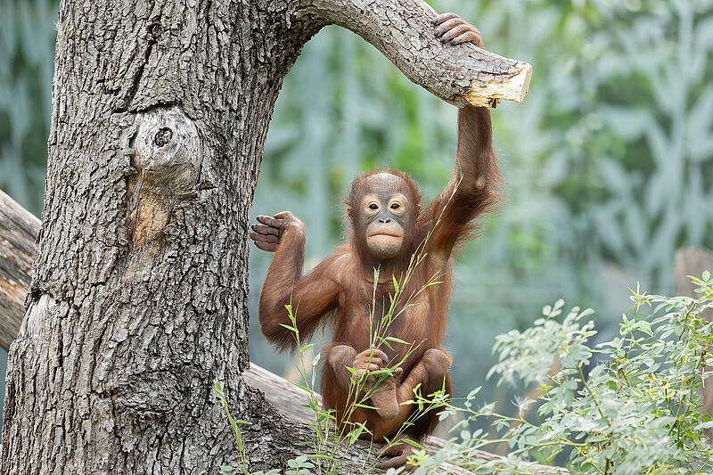 Welt-Orang-Utan-Tag: Kletterkünstler hoch über dem Boden