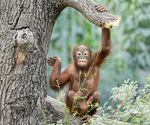 Welt-Orang-Utan-Tag: Kletterkünstler hoch über dem Boden Welt-Orang-Utan-Tag: Kletterkünstler hoch über dem Boden