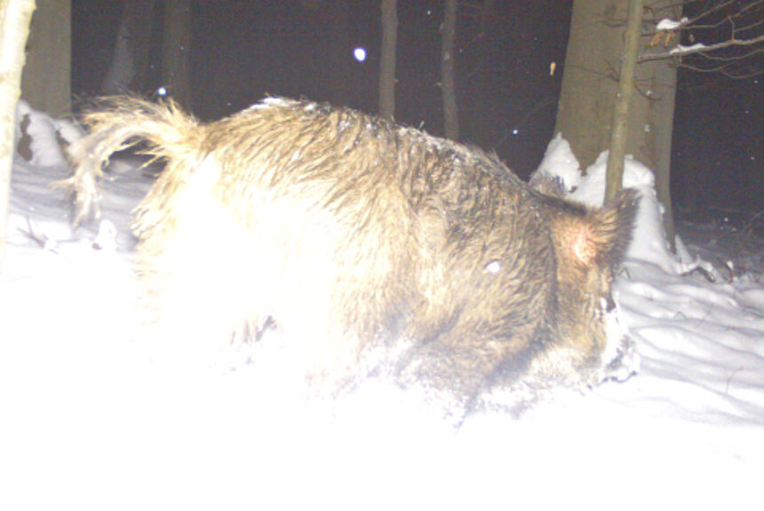 Wildkamera-Aufnahme eines Wildschweins - T. Walter Wildkamera-Aufnahme eines Wildschweins - T. Walter