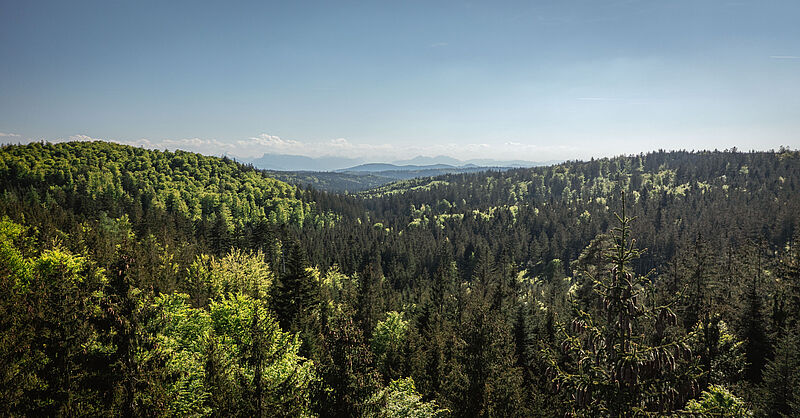 Blick über den Mischwald im Kobernausserwald in Oberösterreich (c) oebf/Freund der Berge 