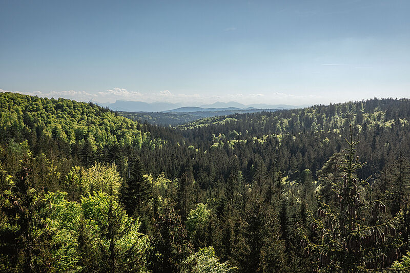 Verschnaufpause für den Wald: Bundesforste ziehen positive Waldbilanz 2025 Verschnaufpause für den Wald: Bundesforste ziehen positive Waldbilanz 2025