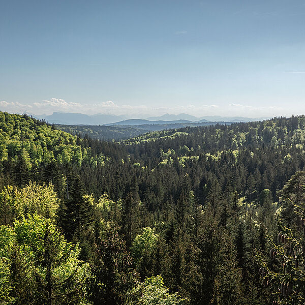 Verschnaufpause für den Wald: Bundesforste ziehen positive Waldbilanz 2025