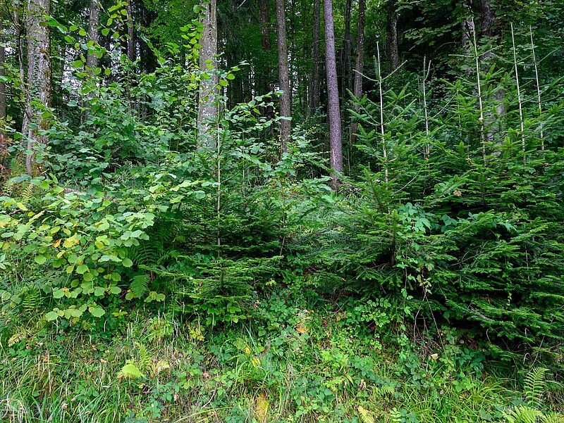 Waldführung auf dem Damberg bei St. Ulrich (c) ÖBf/W. Simlinger