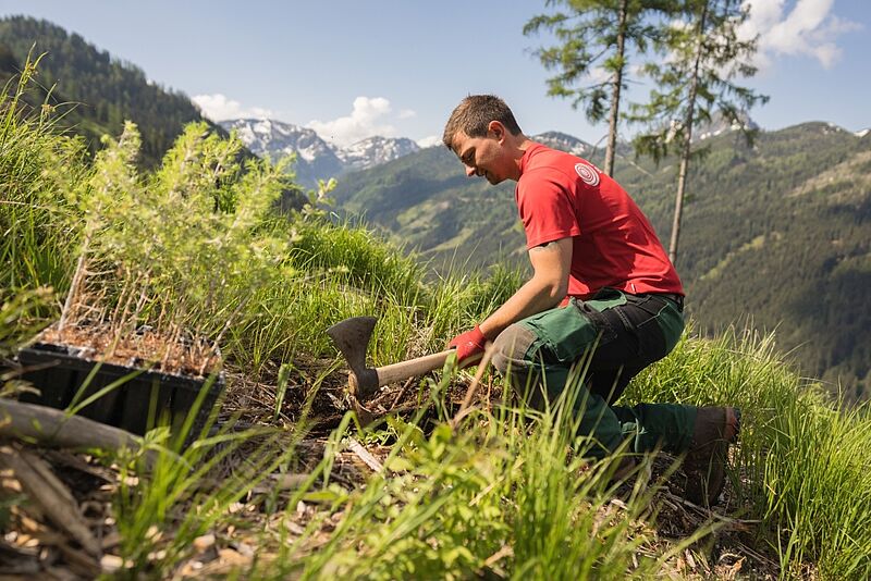 Forstfacharbeiter beim Vorbereiten eines Pflanzlochs für den Setzling (c) ÖBf/W. Lienbacher