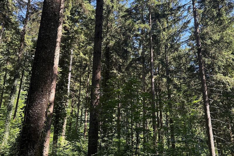Fjum Summer School: Austausch zwischen Journalismus und Forstpraxis