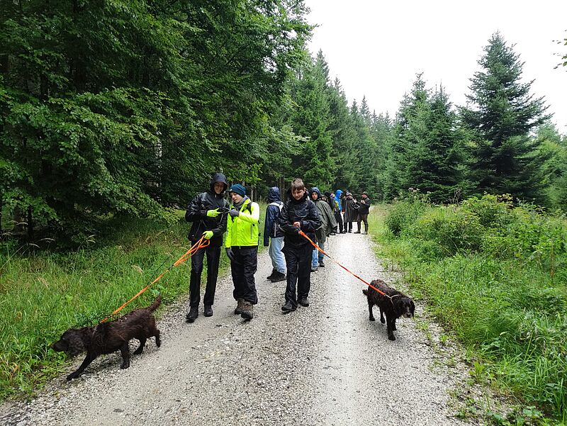 Pfadfinder*innen im Kobernaußerwald (c) ÖBf