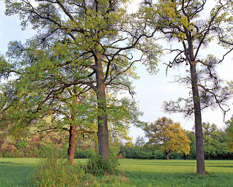 Eichen im Wienerwald (c) ÖBf-Archiv Eichen im Wienerwald (c) ÖBf-Archiv