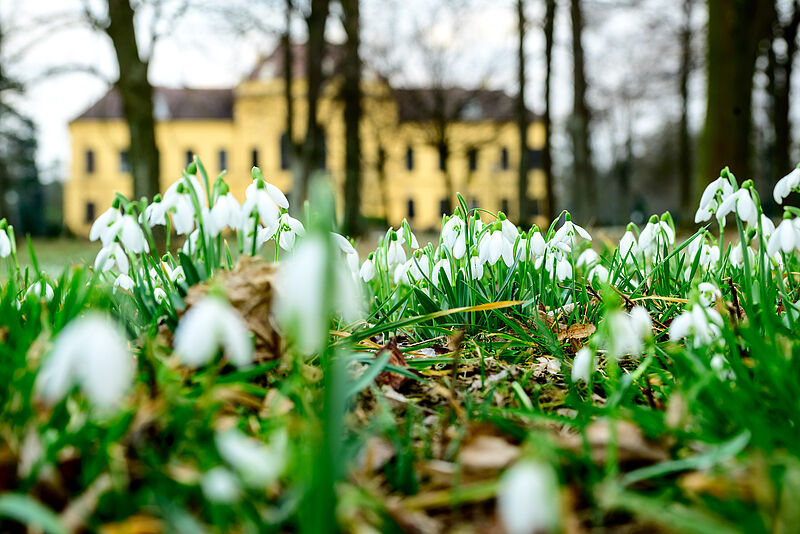 Schloss Eckartsau im frühlingshaften Schneeglöckchen-Meer (c) ÖBf-Archiv/I. Antal