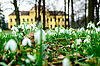 Schloss Eckartsau im frühlingshaften Schneeglöckchen-Meer (c) ÖBf-Archiv/I. Antal