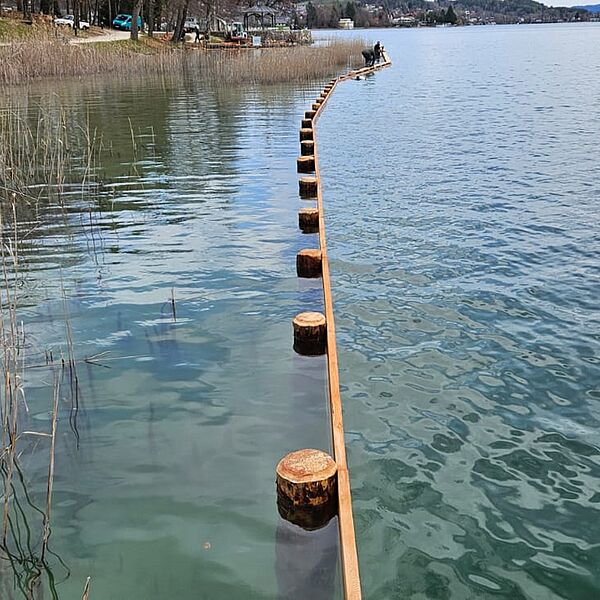 Wörthersee: Bundesforste investieren in Schutz des Schilfgürtels