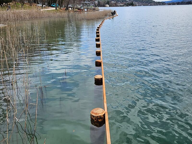 Neuer Schilfschutzzaun am Wörthersee beim Peter-Alexander-Steg vor der Pörtschacher Halbinsel © F. Strutz