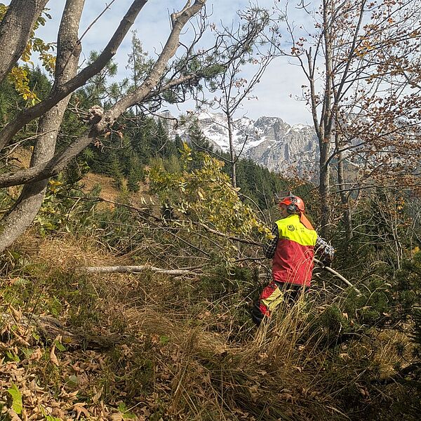 Lebensraum für das Haselhuhn in Salzburg