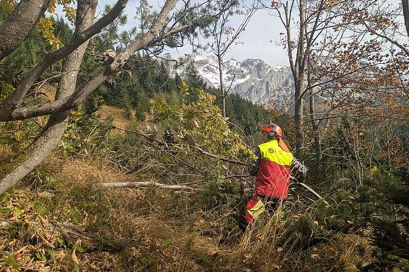 Lebensraum für das Haselhuhn in Salzburg