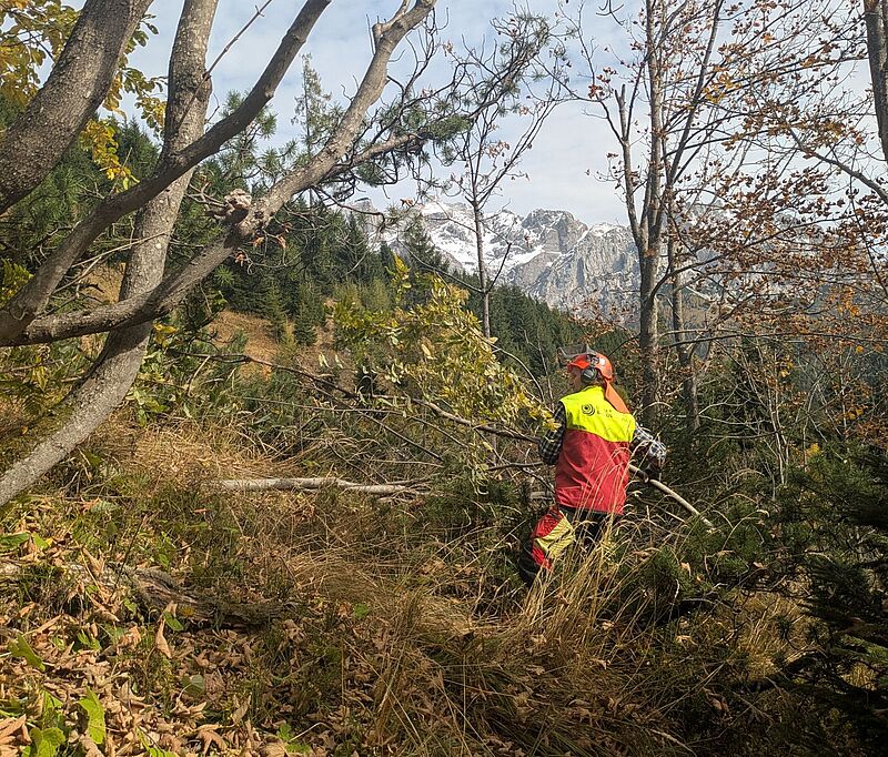 Förderung von Kleinsträuchern und Laubbäumen im ÖBf-Forstrevier Filzmooos (c) oebf
