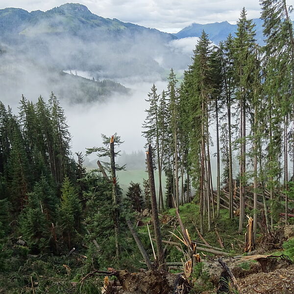 Bundesforste: Waldbilanz 2021 geprägt von Wetterextremen und Borkenkäfer