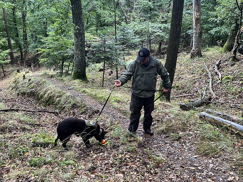 Leopold Slotta-Bachmayr (Gründer des Vereins „Felis“) demonstrierte mit seinem speziell ausgebildeten Hund die Suche nach Wildkatzen-Losung © oebf Leopold Slotta-Bachmayr (Gründer des Vereins „Felis“) demonstrierte mit seinem speziell ausgebildeten Hund die Suche nach Wildkatzen-Losung © oebf