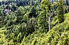 Artenreicher Mischwald in der Obersteiermark (c) ÖBf-Archiv/F. Lindmoser Artenreicher Mischwald in der Obersteiermark (c) ÖBf-Archiv/F. Lindmoser