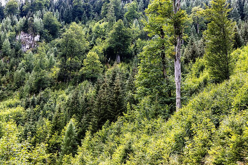 Artenreicher Mischwald in der Obersteiermark (c) ÖBf-Archiv/F. Lindmoser Artenreicher Mischwald in der Obersteiermark (c) ÖBf-Archiv/F. Lindmoser