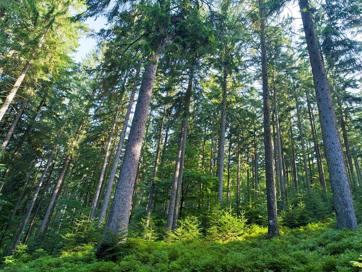 Kobernaußer Wald (c) ÖBf-Archiv/W. Simlinger Kobernaußer Wald (c) ÖBf-Archiv/W. Simlinger