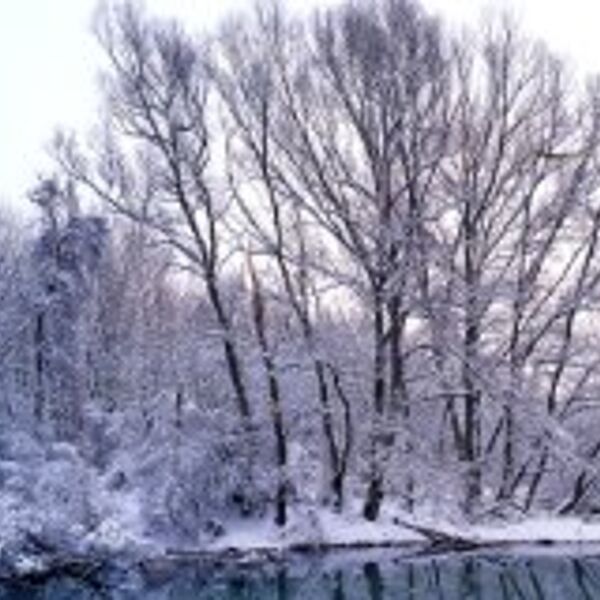 Bäume im Winterschlaf: Auch Bäume sorgen für den Winter vor