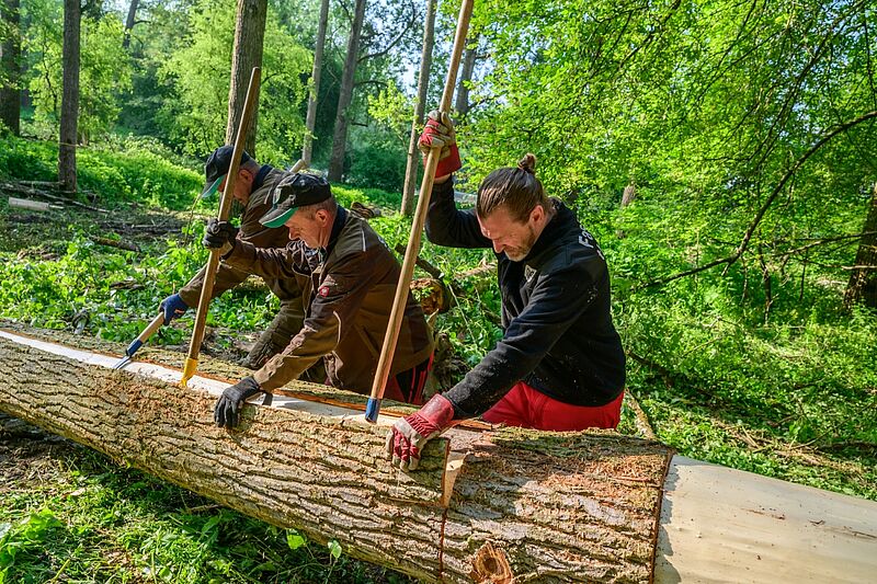 Entrindung einer Pappel für die Außenpaneele des "Haus des Baumes" (c) ÖBf-Archiv/W. Simlinger