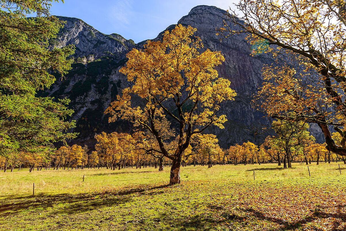 Ahornboden mit Bärenkopf (c) ÖBf/W. Simlinger Ahornboden mit Bärenkopf (c) ÖBf/W. Simlinger