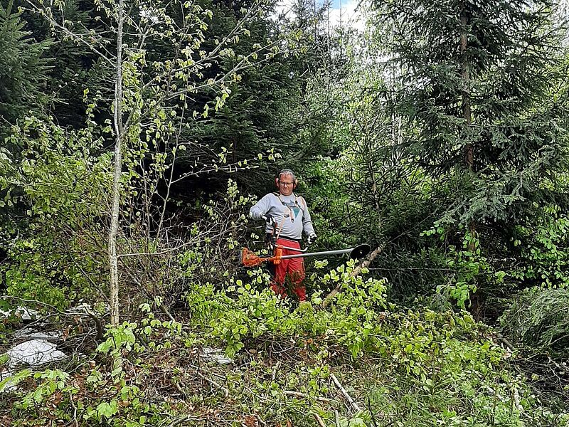 Dickungspflege im Forstrevier Steyr (c) ÖBf/S. Wieland