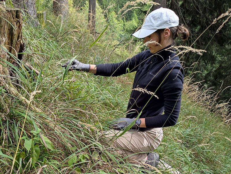 Freiwillige der Initiative „Bäume für morgen“ beim Pflanzen der Jungbäume (c) oebf Freiwillige der Initiative „Bäume für morgen“ beim Pflanzen der Jungbäume (c) oebf