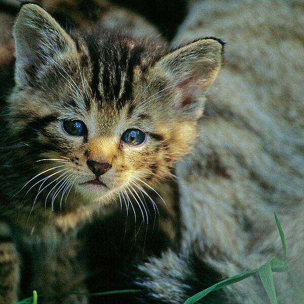 Lynx lynx und Felis silvestris – die „Wilden Katzen“ Österreichs zum Tag des Waldes