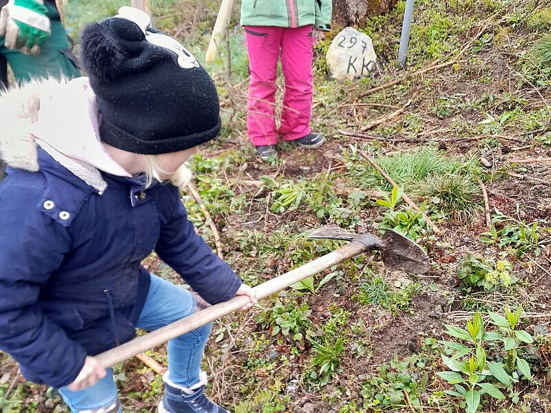 Die Schüler*innen halfen tatkräftig bei der Aufforstung mit (c) ÖBf/J. Schindlbacher