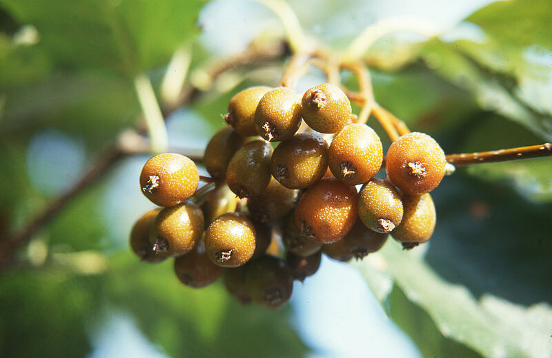 Im Bild eine Nahaufnahme der Früchte der Elsbeere, die wie gelbe Kugeln aussehen. Sie hängen an einem Zweig mit Blättern.