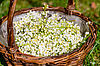 Frisch geerntete Blüten der Traubenkirsche (prunus padus)
