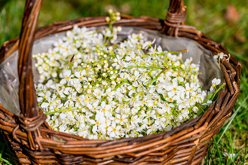 Frisch geerntete Blüten der Traubenkirsche (prunus padus)