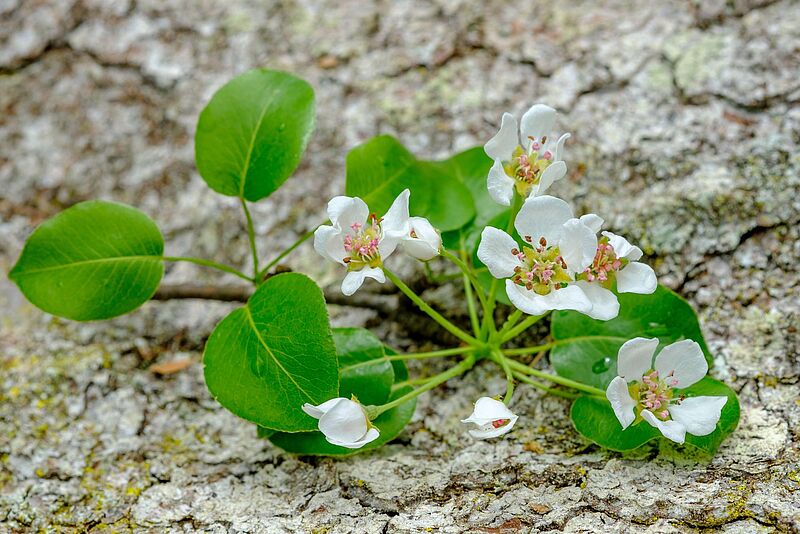 Blüten der Holzbirne (c) ÖBf-Archiv/Wolfgang Simlinger Blüten der Holzbirne