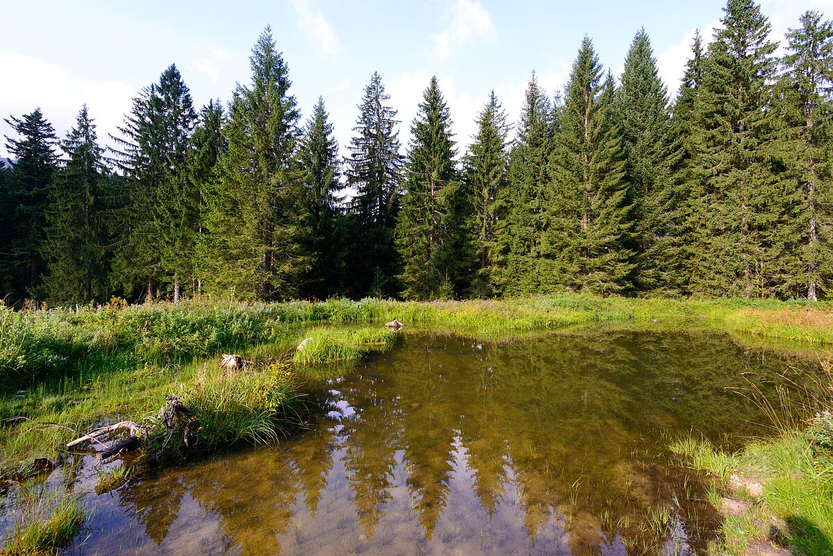 Moorlandschaft (c) ÖBf-Archiv/W. Simlinger Moorlandschaft (c) ÖBf-Archiv/W. Simlinger