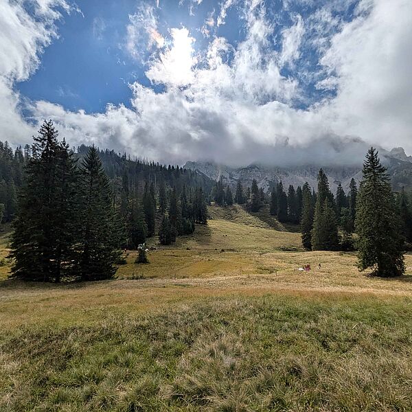 Bundesforste revitalisieren wertvolle Moorlandschaft im Nationalpark Kalkalpen