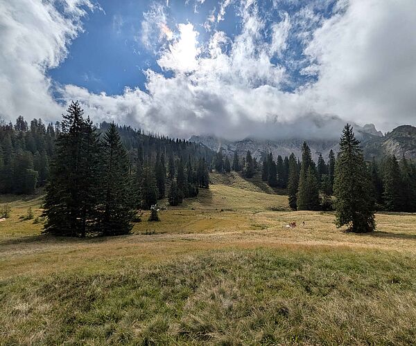 Bundesforste revitalisieren wertvolle Moorlandschaft im Nationalpark Kalkalpen Bundesforste revitalisieren wertvolle Moorlandschaft im Nationalpark Kalkalpen