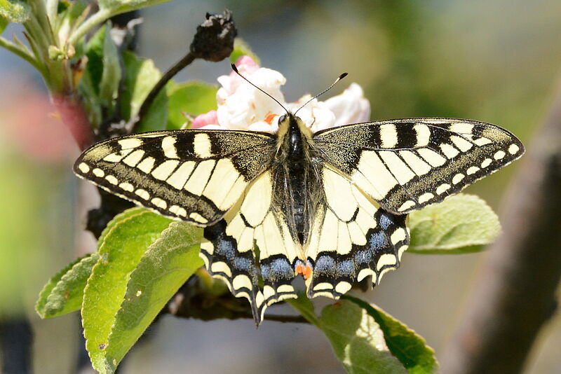 Ritterfalter an Apfelblüte