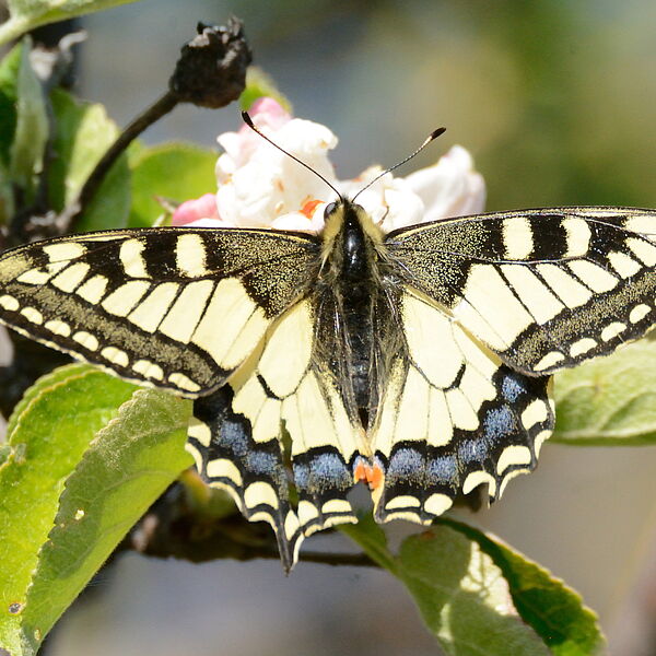 Exkursion ins ArtenReich Streuobstwiese