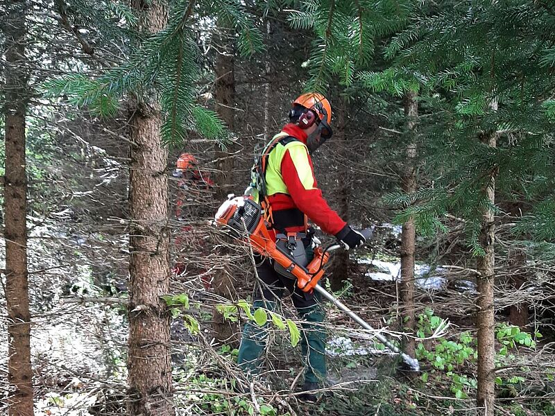 Dickungspflege im Forstrevier Steyr (c) ÖBf/S. Wieland