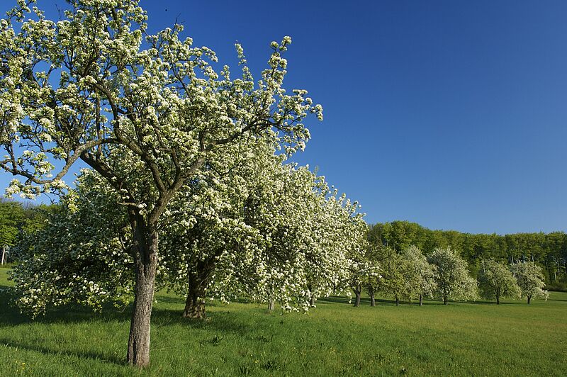 blühende Obstbäume auf einer Wiese