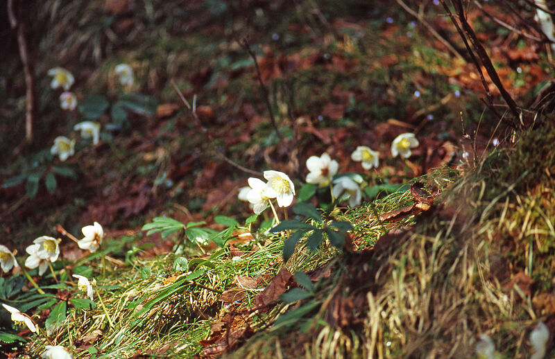 Blühende Schneerosen am braunen Waldboden.