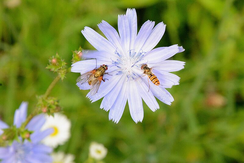 Wiesengetümmel