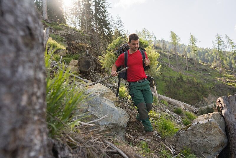 Forstfacharbeiter beim Transport der Setzlinge im Steilgelände in Forstau im Pongau (c) ÖBf/W. Lienbacher