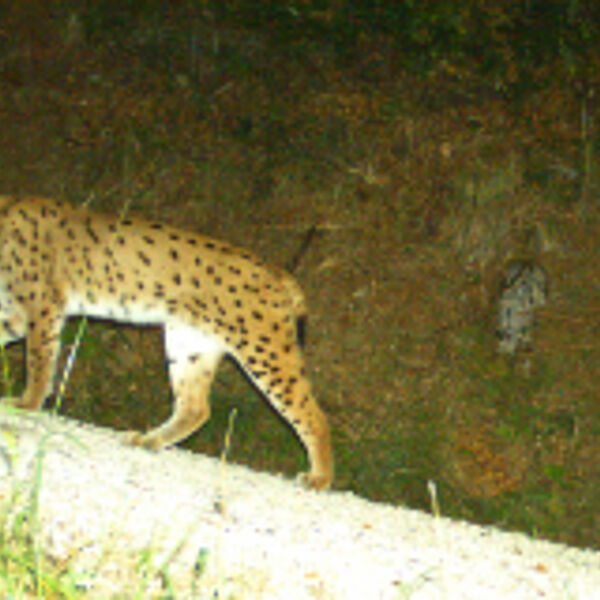 Luchs-Monitoring Pinzgau zeigt: Luchs Alus ist sesshaft!