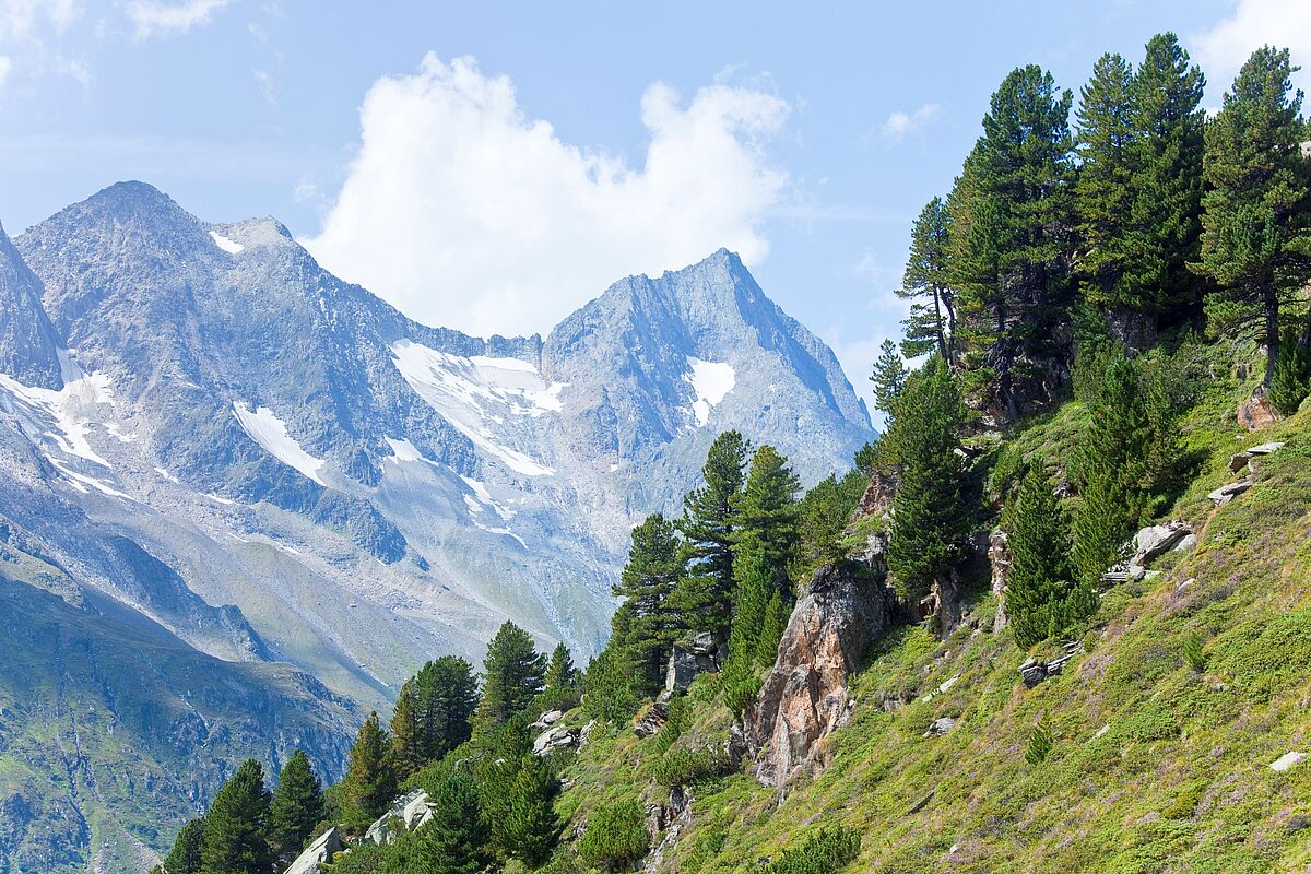 Zirbenwald in den Zillertaler Alpen (c) ÖBf/F. Pritz Zirbenwald in den Zillertaler Alpen (c) ÖBf/F. Pritz