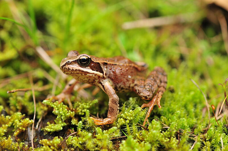 Grasfrosch im Moos