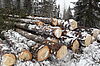 Holzbloche
