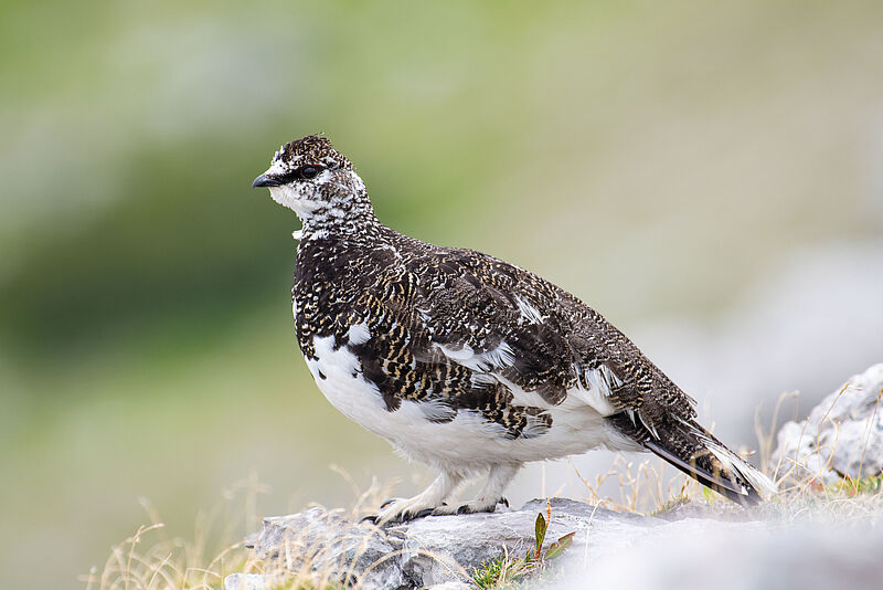 Alpenschneehuhn © J. Hohenegger Alpenschneehuhn © J. Hohenegger