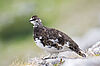 Alpenschneehuhn © J. Hohenegger Alpenschneehuhn © J. Hohenegger